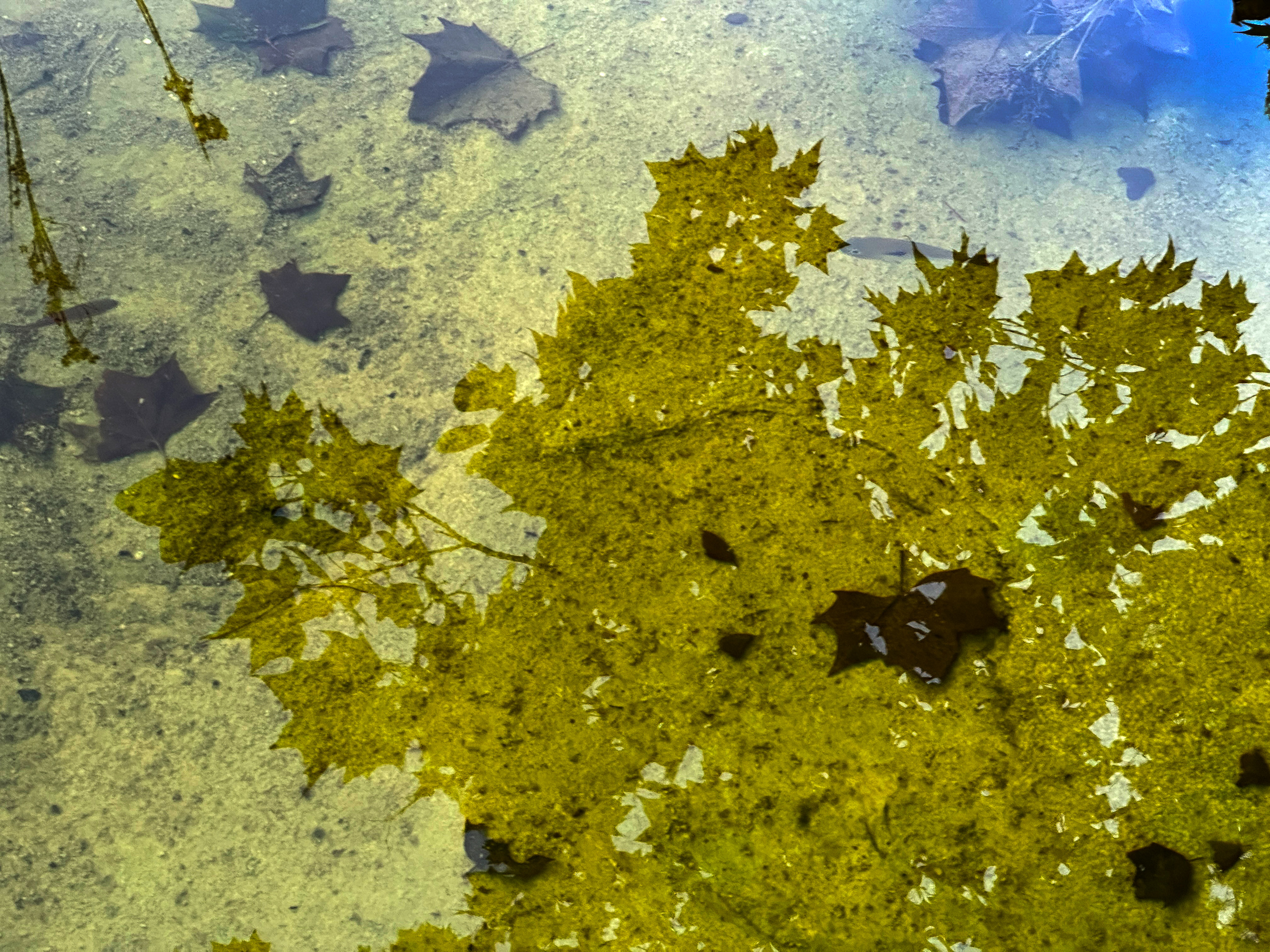 Reflections of autumn leaves and trees in the clear waters of Slick Rock Creek in Horseshoe Bay, Texas.